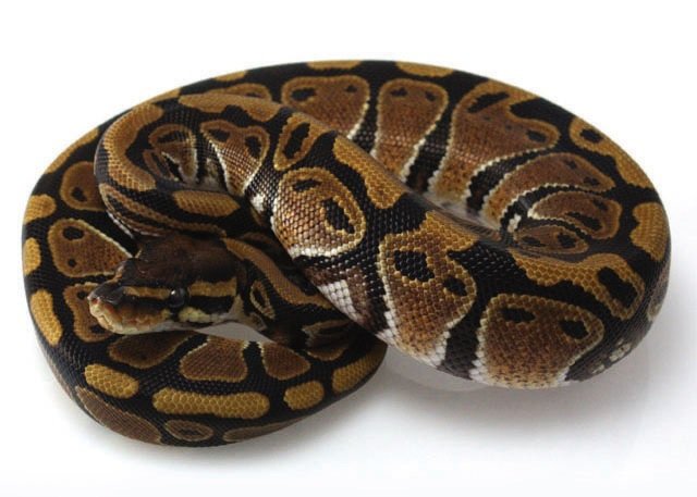 Boa Constrictor Size, Weight & Behavior